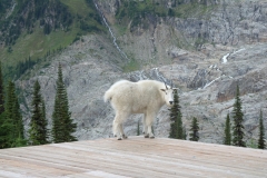 Bergziege in den Selkirk-Bergen, British Columbia