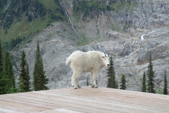 Mountain Goat, Selkirk Mountains, British Columbia