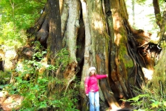 Meares Island, Tofino, British Columbia