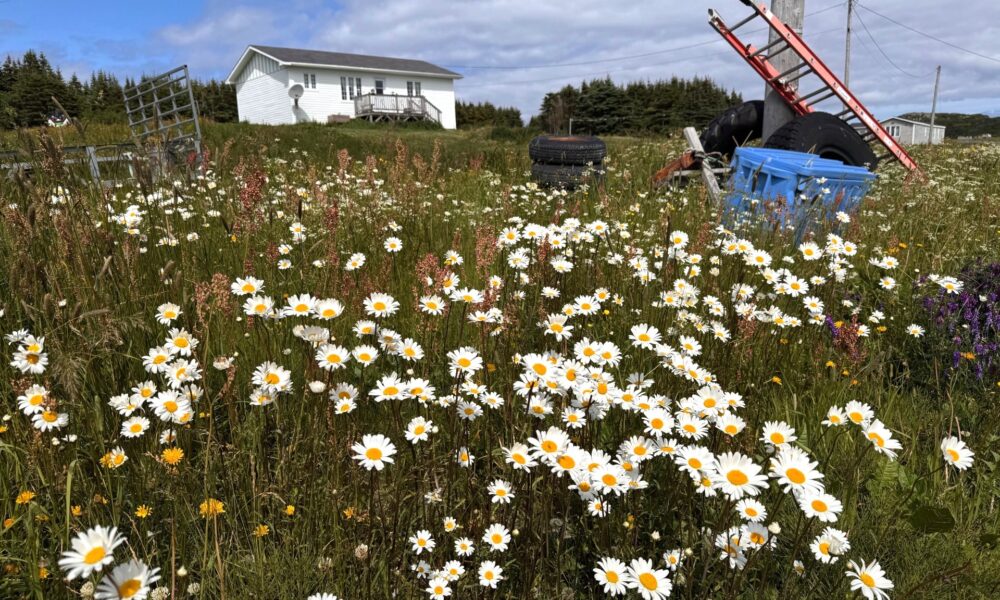 Summer in Northern Newfoundland
