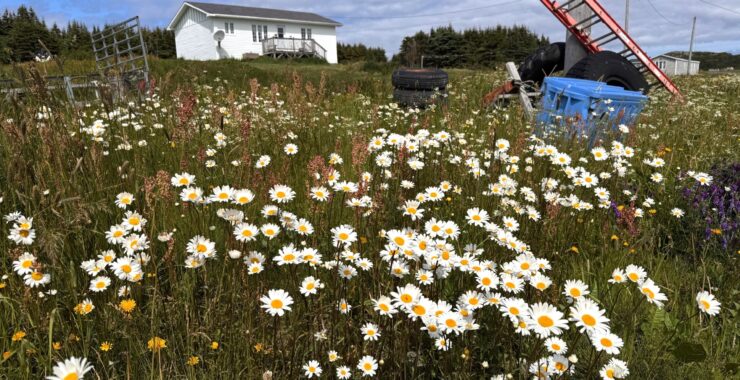 Summer in Northern Newfoundland